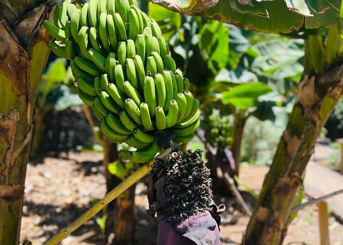 Blue Ocean Costa Adeje 502