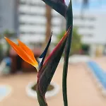 Apartamento Blue Ocean Costa Adeje 502 *