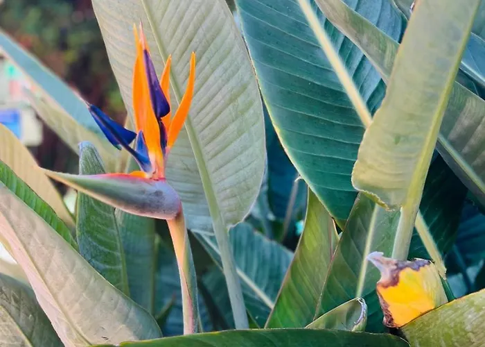 Appartamento Blue Ocean Costa Adeje 502 Playa de las Americas (Tenerife)