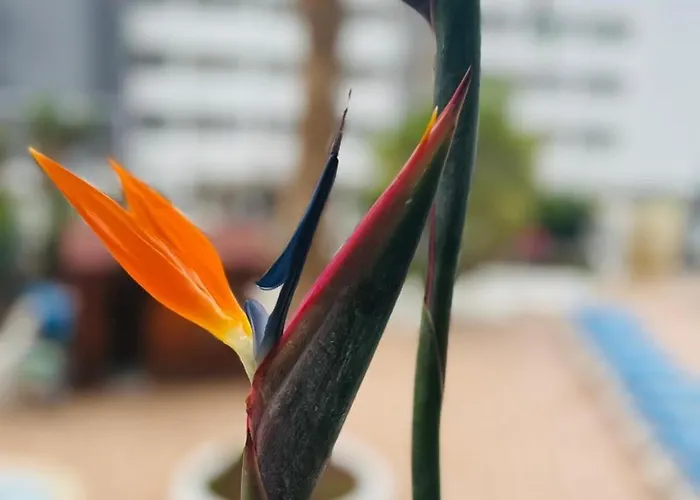 Apartament Blue Ocean Costa Adeje 502 *