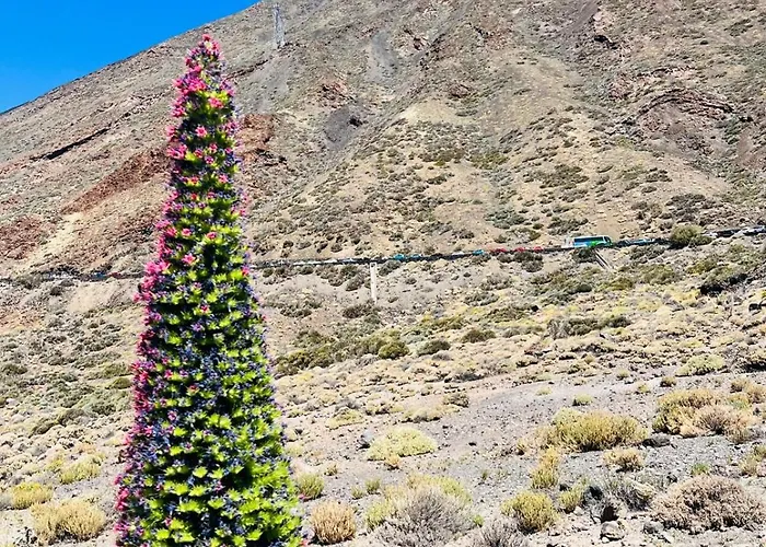 Blue Ocean Costa Adeje 502 Apartament Playa de las Americas (Tenerife)